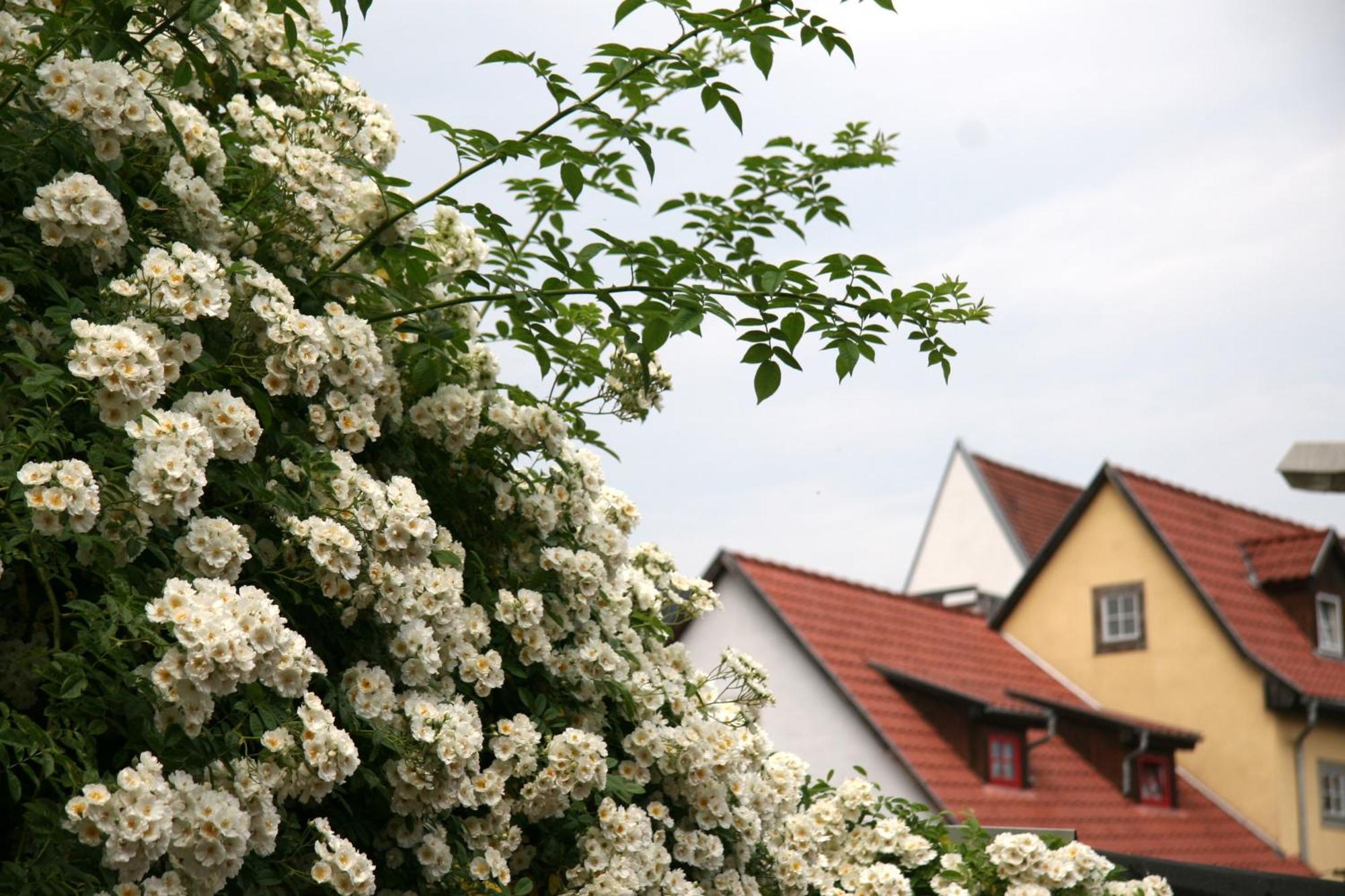 Pension Am Dom Erfurt Luaran gambar